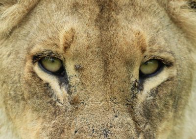 Close-up of female Lion